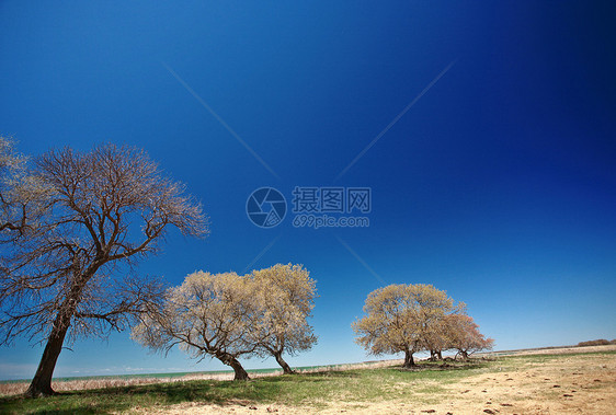 马尼托巴湖沿岸的树丛乡村水平围栏旅行美术风景支撑公寓假期图片