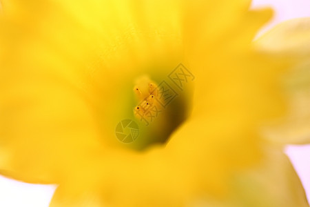 春天黄黄水仙耐力水仙花园艺静物花瓣美术水平背景图片