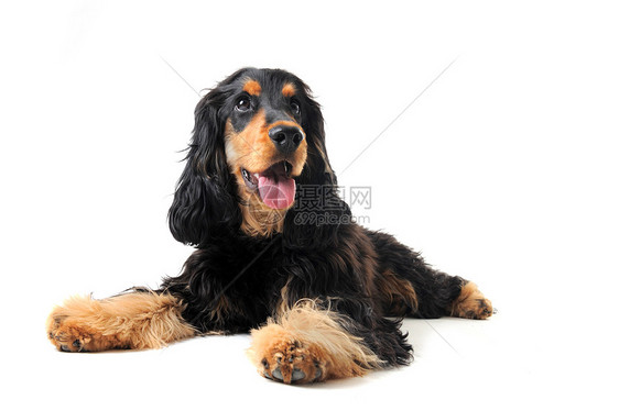 英语斗鸡棕色犬类小狗黑色宠物猎犬动物白色工作室图片