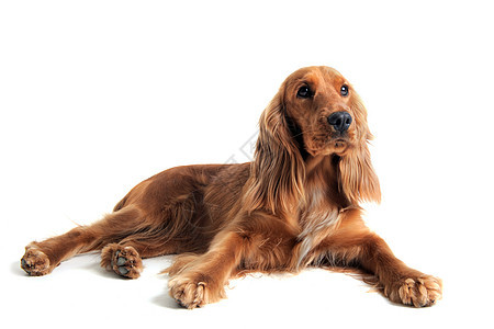 英语斗鸡白色工作室动物宠物棕色犬类猎犬图片