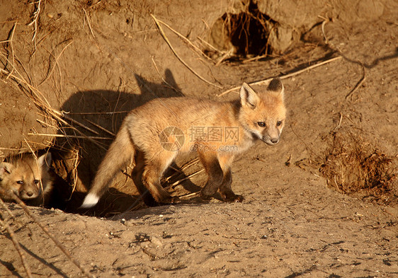 红狐小狗在洞穴书房动物群乡村套件食肉环境捕食者水平新世界野生动物图片