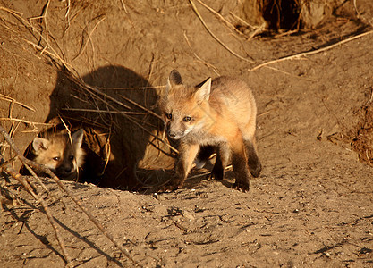 红狐小狗在洞穴狐狸野生动物环境哺乳动物捕食者乡村水平新世界食肉栖息地图片