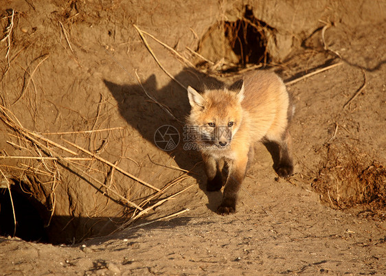 红狐小狗在洞穴水平环境狐狸套件动物群乡村动物捕食者哺乳动物栖息地图片