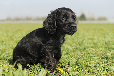小小狗英式公鸡黑色场地猎犬犬类宠物草地动物婴儿图片