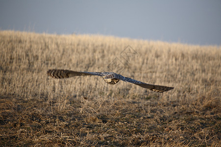 大角猫号在飞行中成人乡村农村风景动物群翼展猫头鹰航班翅膀保护图片