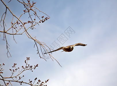 Swaon的鹰在摄影师面前低空飞行图片