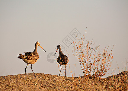 沙丘上两张满分的戈德温水平动物群野生动物栖息地滨鸟花纹保护新世界荒野动物图片
