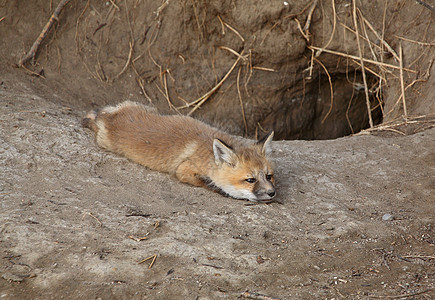 红狐狸在洞穴外的小狗食肉捕食者水平栖息地动物群乡村野生动物环境哺乳动物套件图片