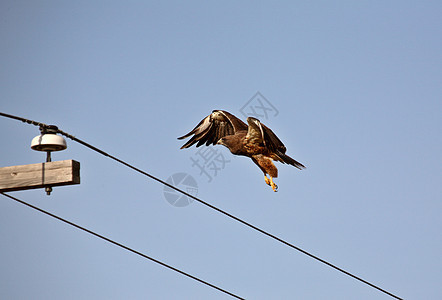 Swainson的鹰 准备降落在电线杆上图片