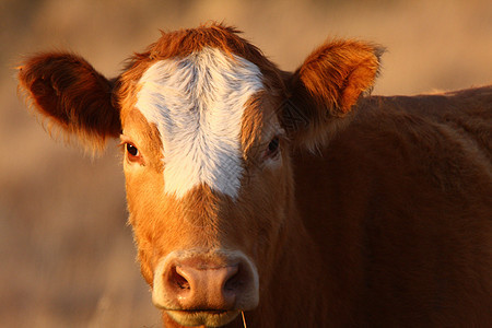 萨斯喀彻温省牧场牛群图片