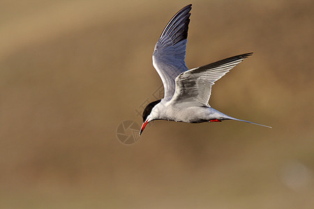 福斯特的泰恩号正在飞行保护航班栖息地乡村动物群燕鸥水平翅膀野生动物昆虫图片