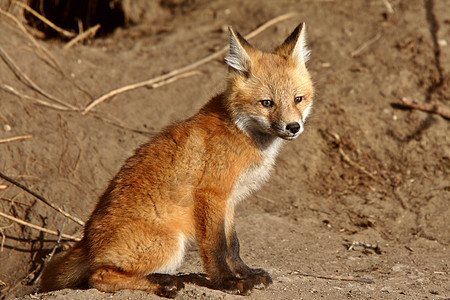 红狐狸在洞穴外的小狗红狐动物群环境哺乳动物乡村书房野生动物水平套件栖息地图片