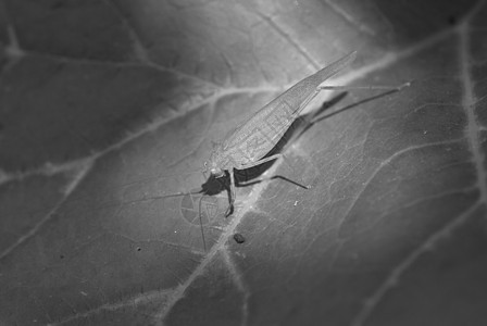 意大利 意大利 叶子上方的漏洞动物群荒野天线宏观害虫料斗生物学野生动物触角图片