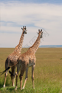 长颈类假期国家衬套哺乳动物马赛野生动物草原脖子旅游植被图片