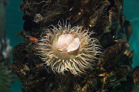 海葵海洋生物海上生活水生生物海葵图片