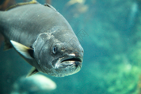 游戏鱼水生生物海上生活海洋生物图片