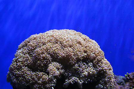 珊瑚海洋生物水生生物珊瑚礁海上生活图片