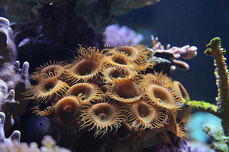 珊瑚珊瑚礁海洋生物宏观海上生活水生生物图片