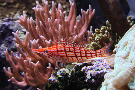 长鼻子鹰鱼海上生活珊瑚礁海洋生物水生生物珊瑚图片