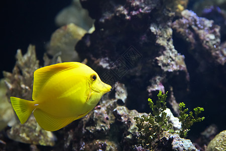 黄色拖网g水生生物海洋生物珊瑚礁海上生活图片