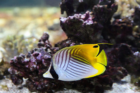 丝鳍蝴蝶鱼水生生物海上生活海洋生物珊瑚礁图片