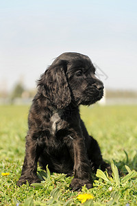 小小狗英式公鸡猎犬宠物婴儿犬类场地黑色动物图片
