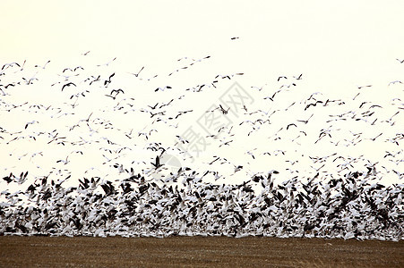 巨大的雪地鹅群 从野外飞来图片
