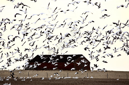 巨大的雪地鹅群野生动物靴子水鸟场地帽子天空水禽荒野车轮照片图片