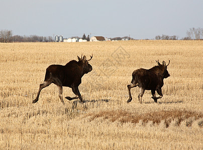 两只雄鹿穿过碎块田地跑来跑去图片