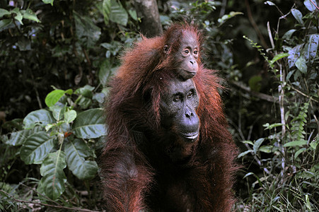 一只有婴儿的猩猩雌性孩子荒野幼兽灵长类母性原始人童年夫妻男性动物图片