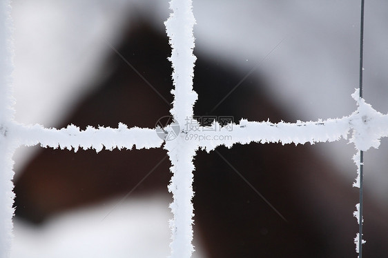 霜霜覆盖的栅栏和马图片