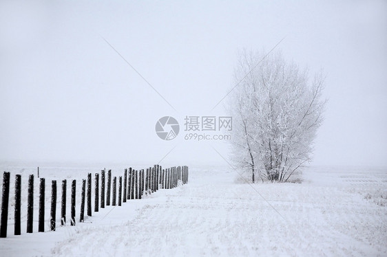 寒冷寒冬日灌木丛场景旅行树木乡村栅栏农业国家帖子植被图片