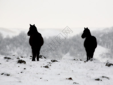 冬季牧场的马匹农场乡村农村降雪场景旅行水平动物图片