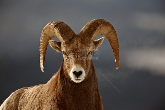 冬天的大角羊动物群栖息地内存物种风景牛角新世界荒野环境动物图片