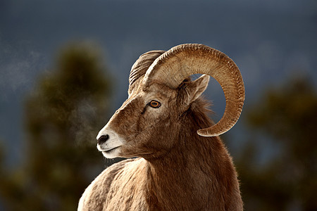 冬天的大角羊动物群哺乳动物环境风景野生动物动物牛角内存荒野物种图片