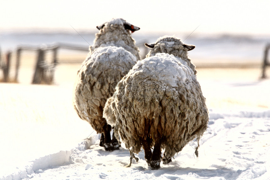 冬天的雪覆盖绵羊农村产业场景乡村农场大草原旅行平原动物照片图片