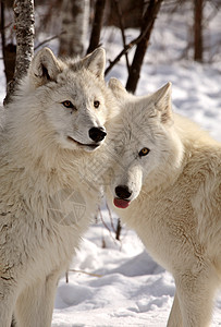 冬季北极野狼哺乳动物野生动物新世界捕食者乡村动物群动物环境食肉栖息地图片