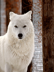 冬季北极野狼栖息地食肉动物群动物哺乳动物野生动物环境乡村捕食者新世界图片