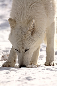 冬季北极野狼新世界动物乡村野生动物动物群食肉环境捕食者哺乳动物栖息地图片
