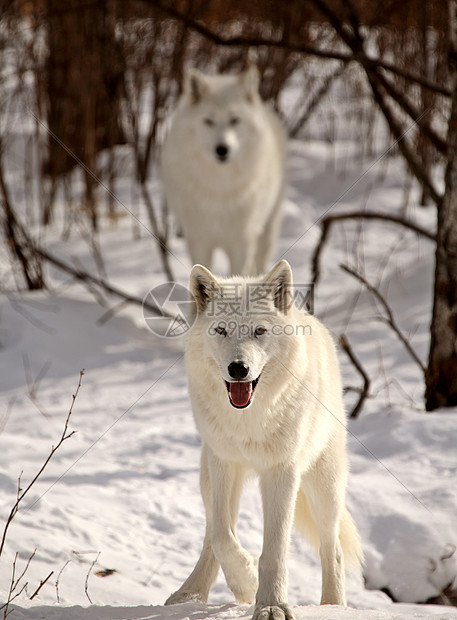冬季北极野狼动物栖息地环境野生动物动物群哺乳动物新世界捕食者食肉乡村图片