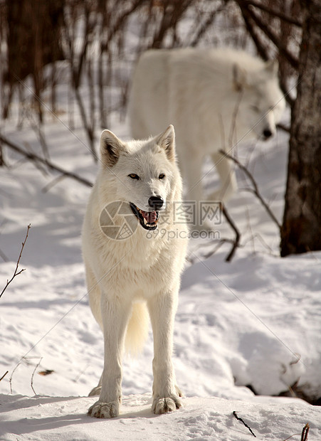 冬季北极野狼新世界动物动物群野生动物环境栖息地哺乳动物食肉乡村捕食者图片