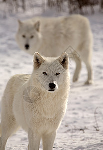 冬季北极野狼环境新世界野生动物乡村哺乳动物栖息地食肉动物群捕食者动物图片