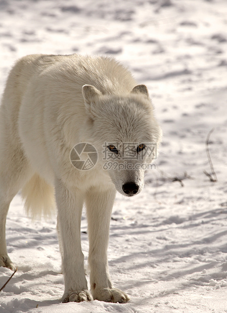 冬季北极野狼食肉动物群动物哺乳动物乡村野生动物新世界捕食者栖息地环境图片