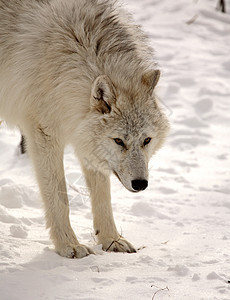 冬季北极野狼乡村栖息地新世界动物群环境动物捕食者野生动物哺乳动物食肉图片