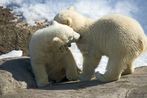 北极熊物种照片濒危动物园游戏幼崽图片