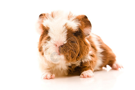 婴儿实验性小猪棕色工作室食物宠物毛皮白色动物耳朵红色宏观图片