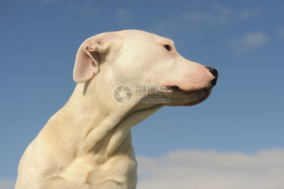小狗多果阿根廷动物宠物白色犬类蓝天图片