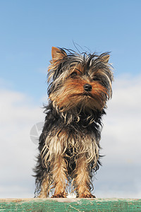 小约克郡天空宠物毛皮犬类小狗动物蓝色眼睛猎犬图片