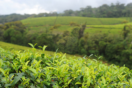 茶叶种植园衬套下雨农业树叶饮料生长文化宏观风景森林图片