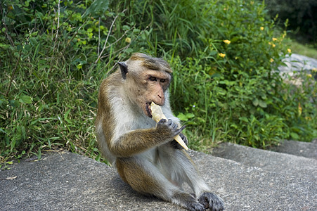猴子食物奶油选址楼梯动物哺乳动物太阳猕猴荒野乐趣图片